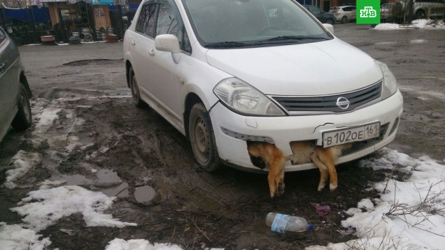 Житель Таганрога несколько дней ездил со сбитой собакой в бампере