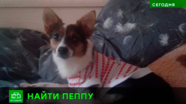 Петербургские зоозащитники разыскивают пропавшую собаку-лекаря