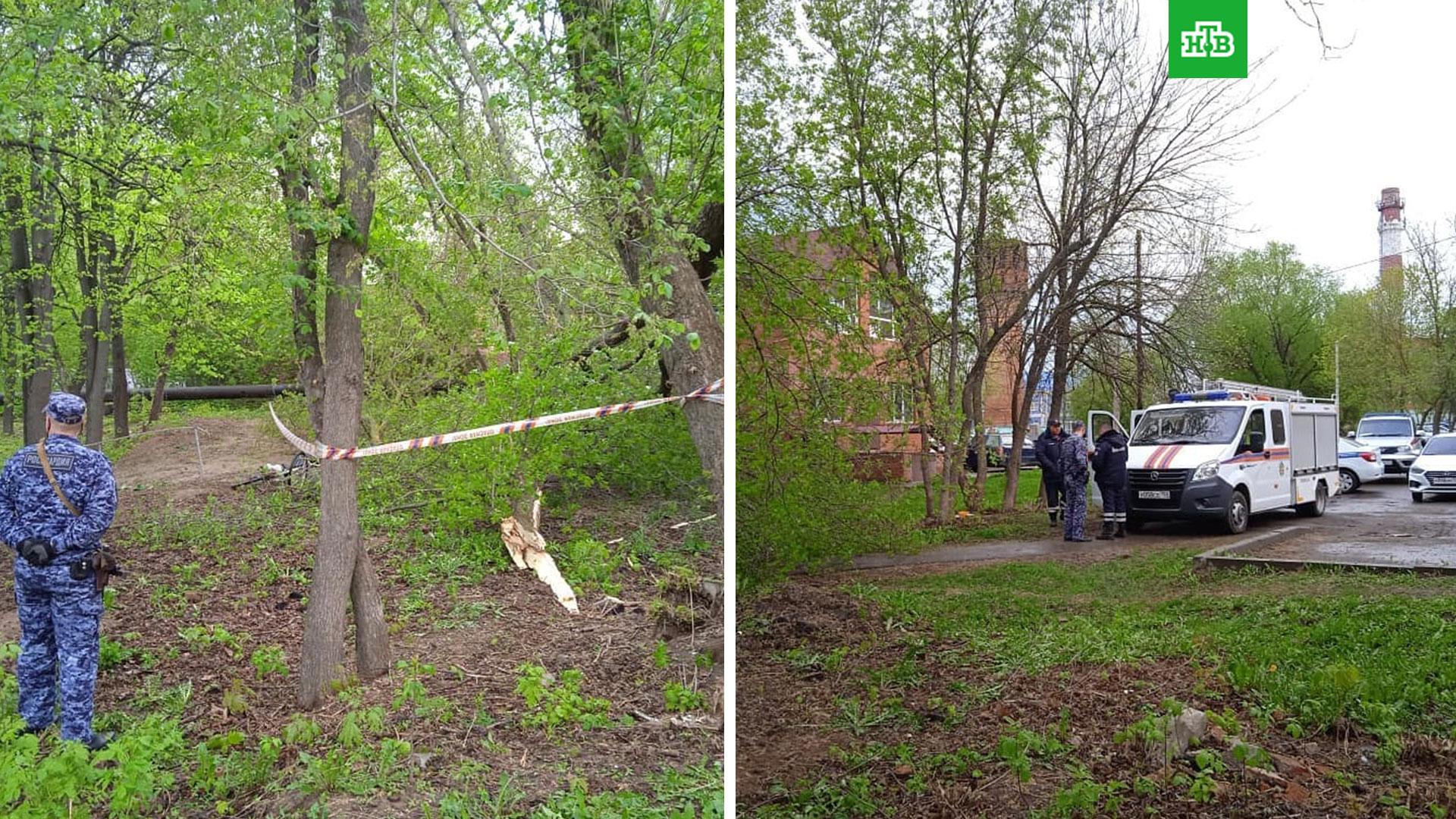 Дерева погибло. Деревья погибли весной в Подмосковье.